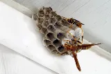Brilliex Pest Control photo 7