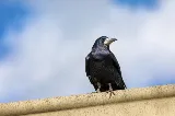 Castle Pest Control