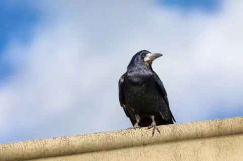 Castle Pest Control photo 1