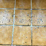 Boston Best Pest Control photo 3
