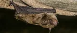 AAA Pest Protection Service photo 8