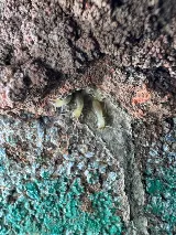 OKC Mosquito Militia Total Pest Control photo 8
