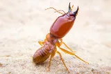 Pest Friends photo 6