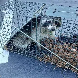 Nextgen Pest Solutions photo 3