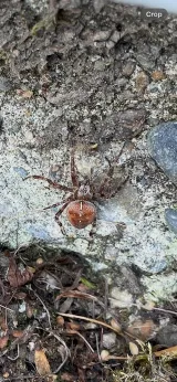 Prime Pest Solutions