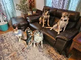 Pointe Pest Control - Yakima photo 7