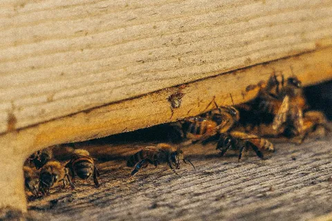 Kelly & Justin Termite & Pest Control Inc photo 1