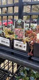 Green Fields Nursery & Landscaping Company photo 8