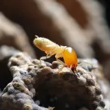 Southeast Termite & Pest Control photo 6