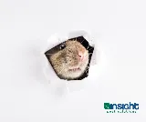 Insight Pest Solutions