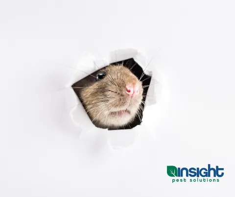 Insight Pest Solutions in Columbus