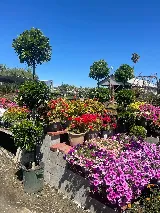 Perez Nursery & Landscaping, Inc. photo 8