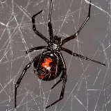 Maximum Pest Management photo 5
