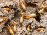 Pestbye Pest Control Canada