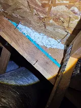 X O Pest Control photo 6