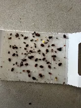 Xpeller Pest Solutions photo 3