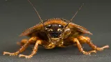 Truly Nolen Pest Control & Exterminators Saskatoon photo 6