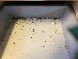 Provincial Pest Control Toronto photo 2