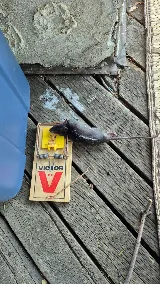 Vernon Rat Experts photo 7