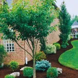 Gusjanettos Landscaping photo 2