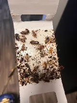 Nextgen Pest Solutions photo 4