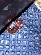 Kreshco Pest Control photo 6