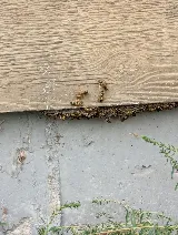 Bug-X Professional Pest Control and Lawn Care Solutions
