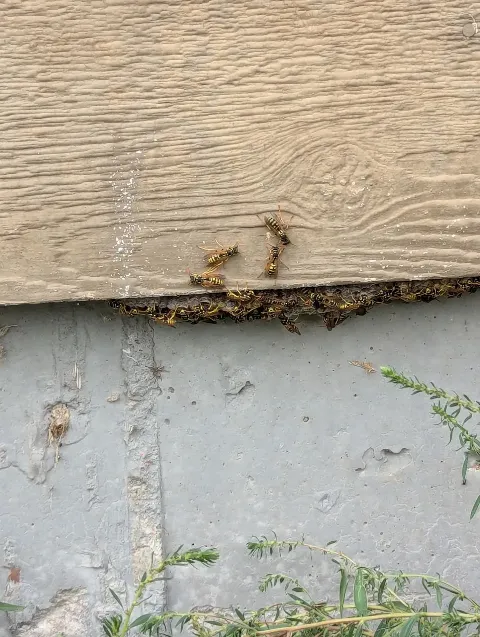 Bug-X Professional Pest Control and Lawn Care Solutions in Cheyenne