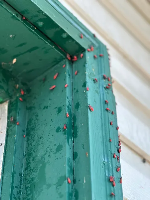 LM Professional Pest Control in Fargo
