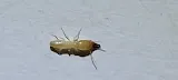 All South Pest Control photo 8