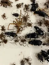 Pointe Pest Control - Spokane photo 8