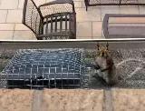 Done Right Pest and Wildlife Control photo 7