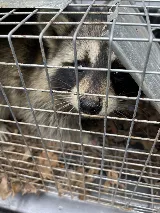 Peak Pest Management photo 5