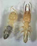 Blue Sky Pest Control photo 8
