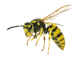Hi-Tech Express Pest Control LLC photo 2