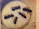 Pestend Pest Control Mississauga photo 4