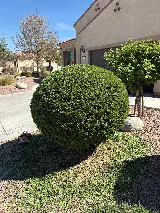 Angelo Landscaping services photo 4