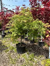 Roots Nursery & Landscape photo 4