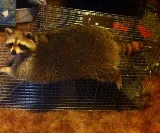 Paterson Wildlife Control photo 3