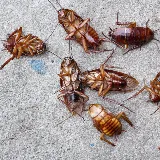 EarthRite Pest Control photo 3