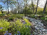 Dicot Landscape Studio