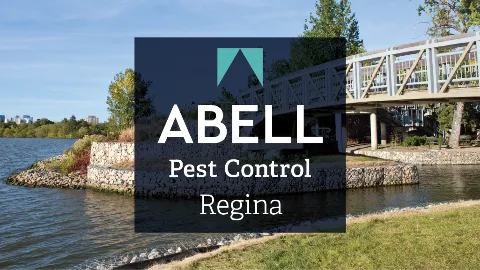 Abell Pest Control photo 1