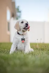 HomeShield Pest Control photo 8