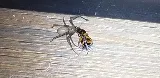 Moxie Pest Control photo 5