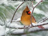 Insight Pest Solutions Ottawa photo 4