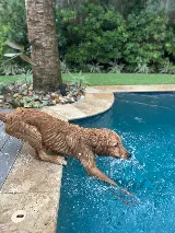 Aqua Shop Pool Services photo 5