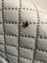 Affordable Bed Bug Exterminators photo 5