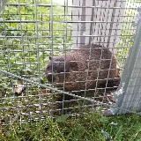 Cooper Pest & Wildlife Solutions photo 2