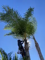 Arbol Roble Landscaping Services photo 7
