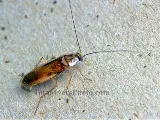 All-Rite Pest Control photo 6